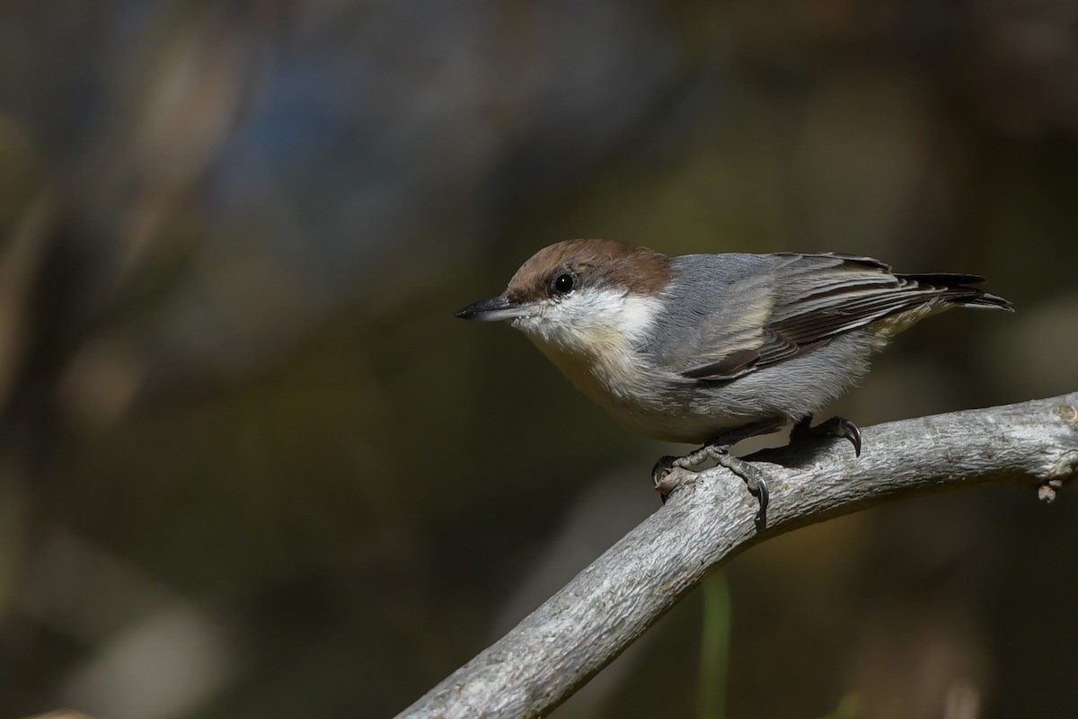 Sittelle à tête brune - ML186909881