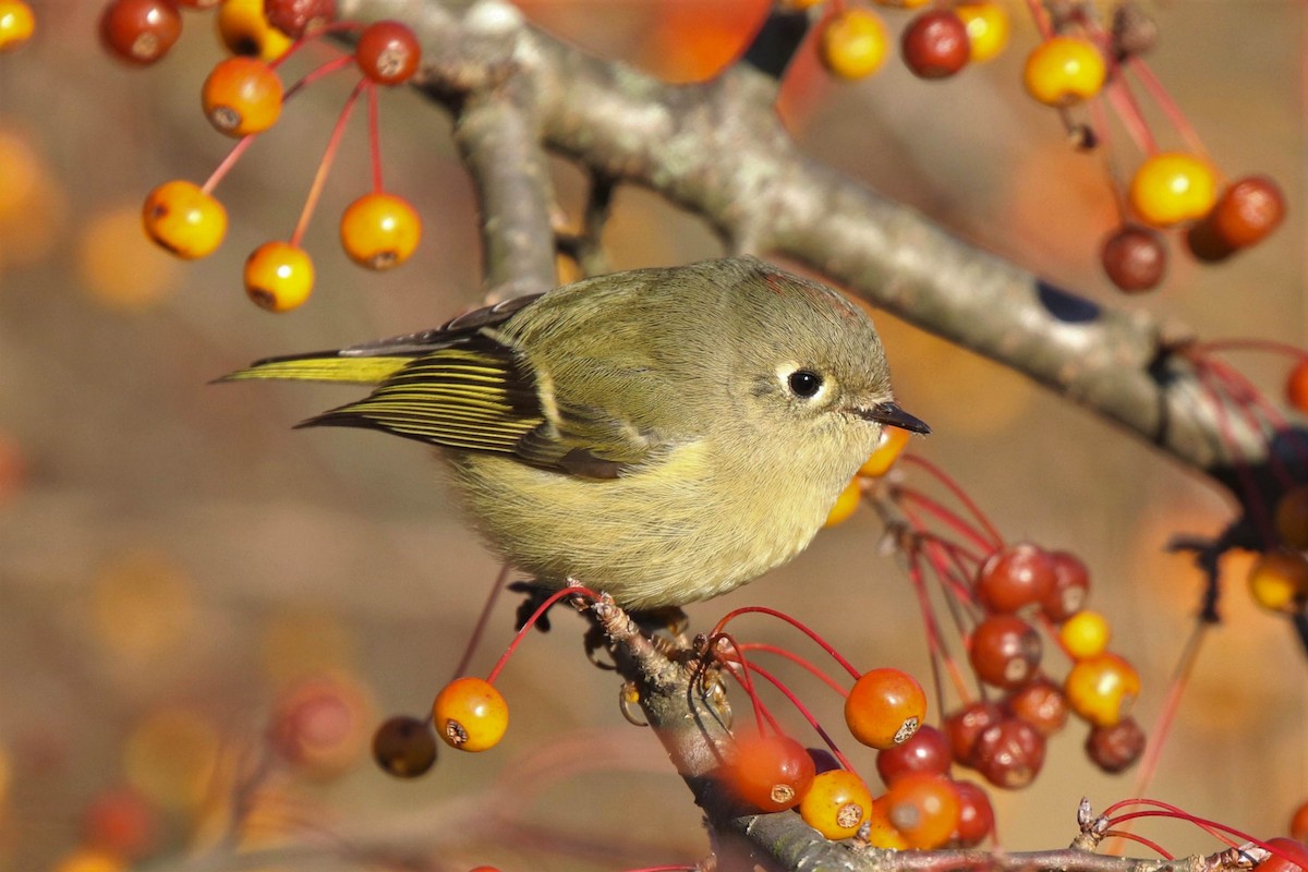 Ruby-crowned Kinglet - ML186910781