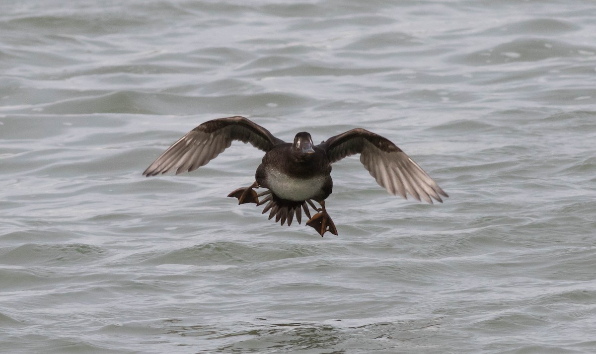 Surf Scoter - Andrew Guthrie