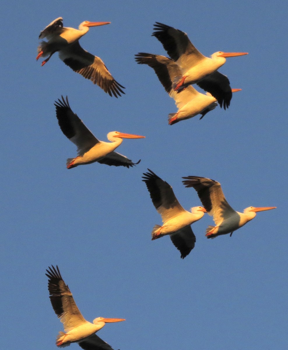 American White Pelican - Jeff Osborne