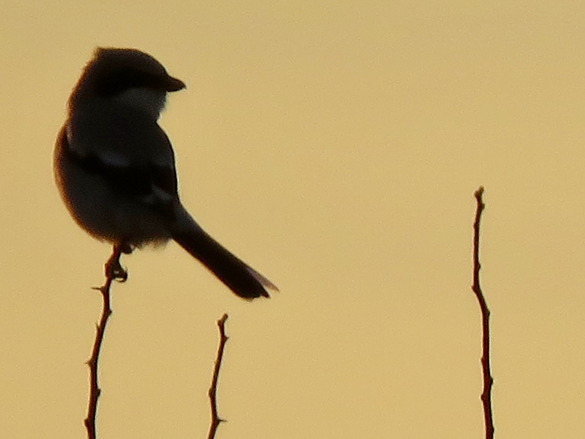 Pie-grièche migratrice - ML186914281