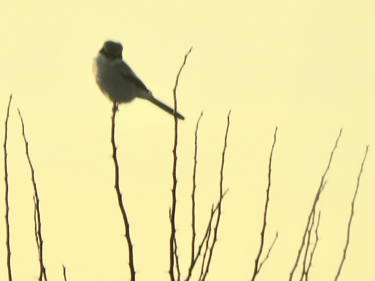 Loggerhead Shrike - ML186914291