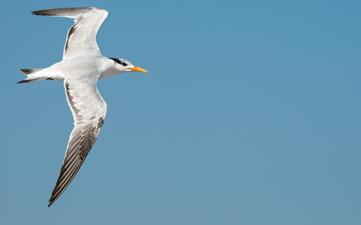 Royal Tern - Matthew Addicks