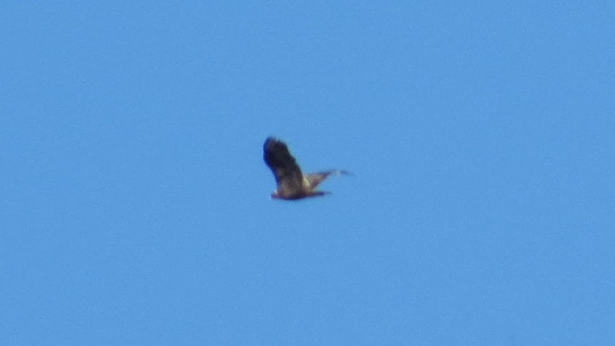 Golden Eagle - ML186919051