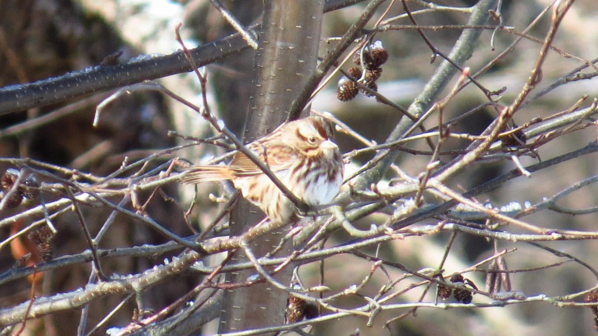 Song Sparrow - ML186919221