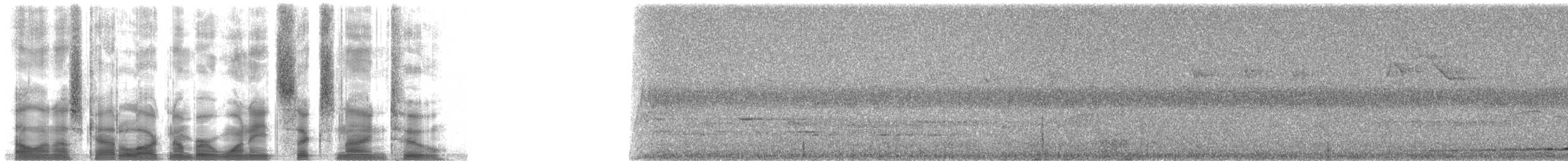holub pásochvostý - ML18692