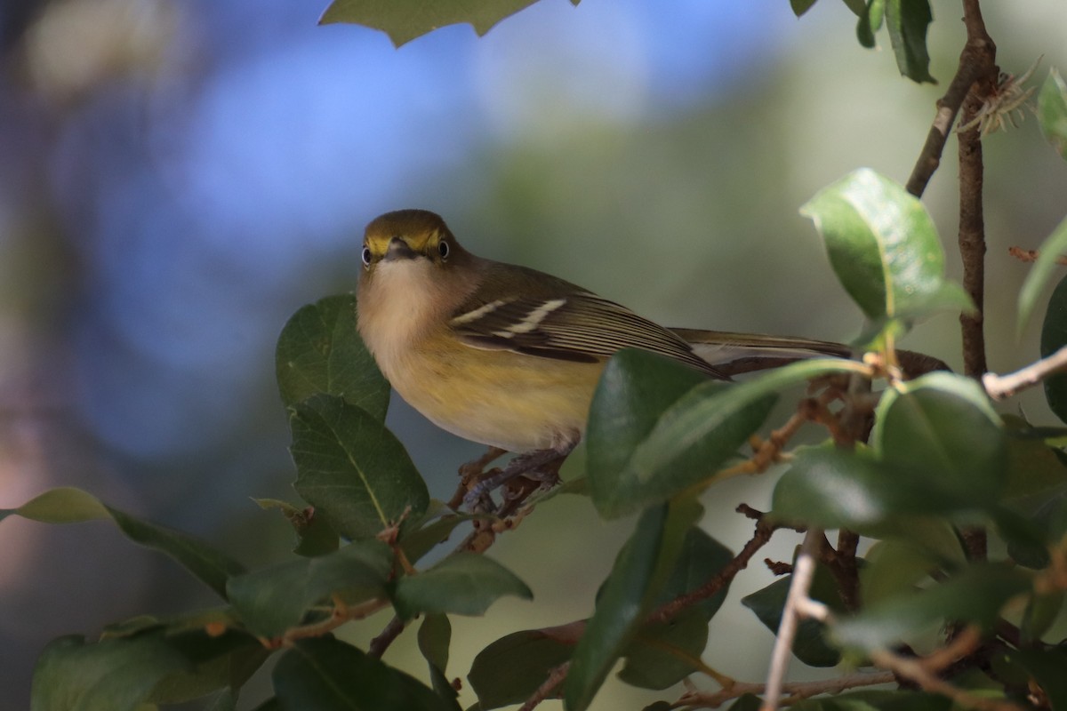 White-eyed Vireo - Kathy Mihm Dunning