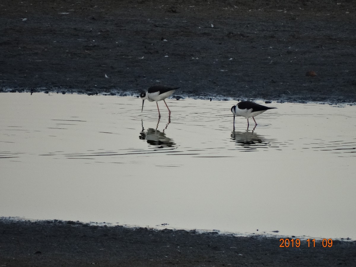 Black-necked Stilt - ML186920731