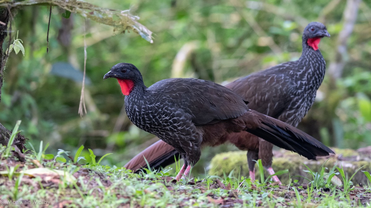 Cauca Guan - Mathurin Malby