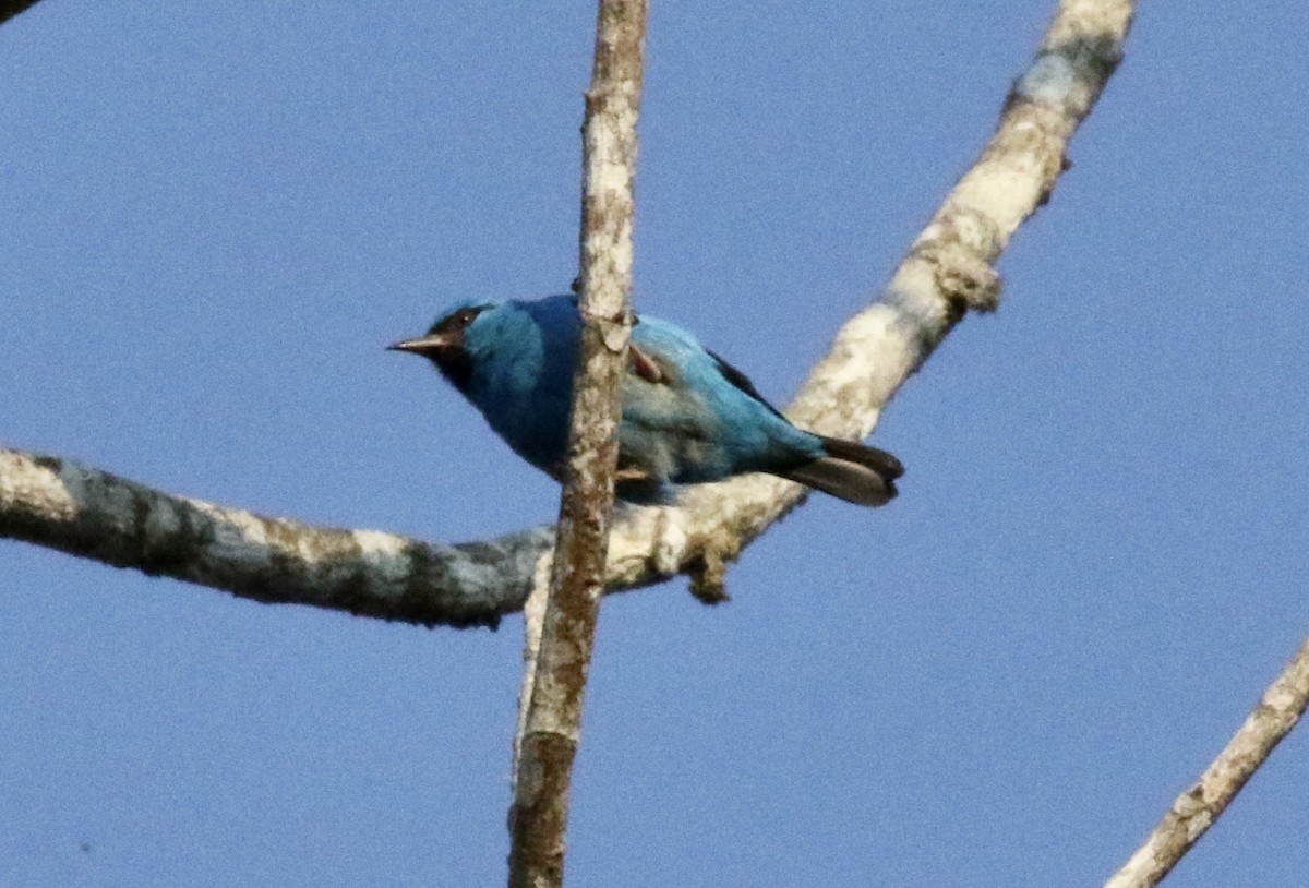 Blue Dacnis - ML186920971