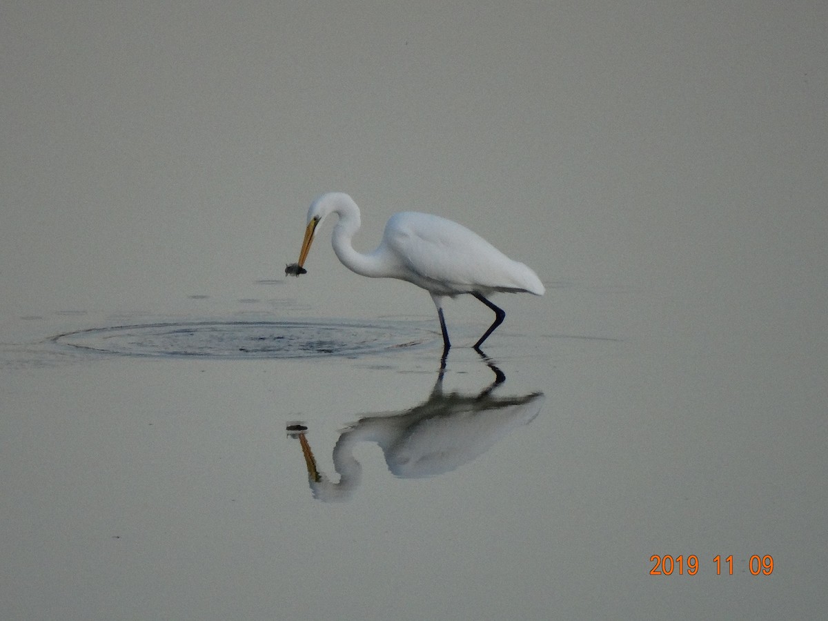 Great Egret - ML186921071