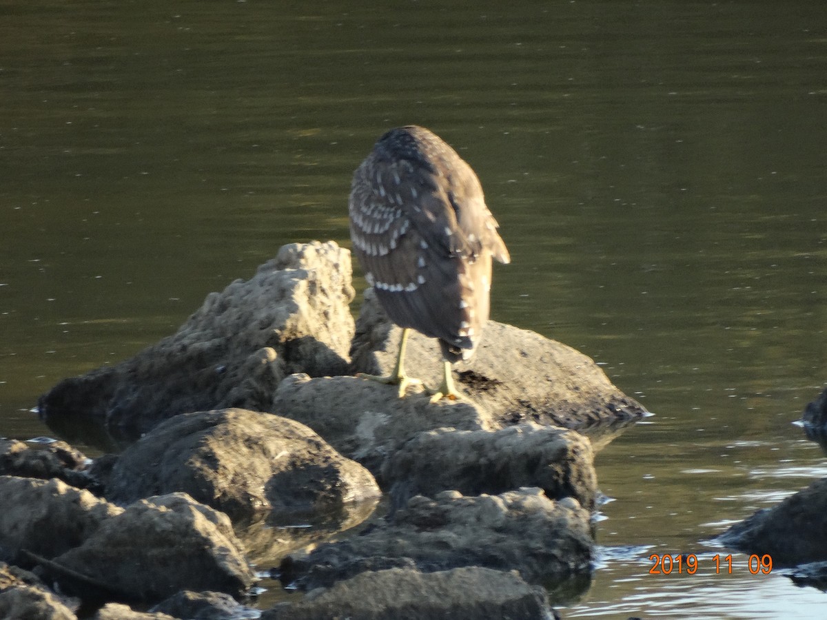 Black-crowned Night Heron - ML186921411