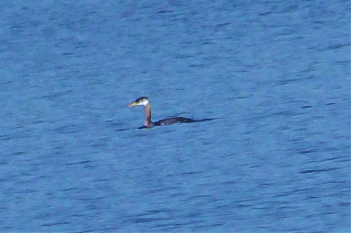 Red-necked Grebe - ML186921841