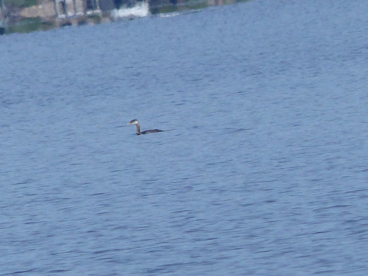 Red-necked Grebe - ML186921881
