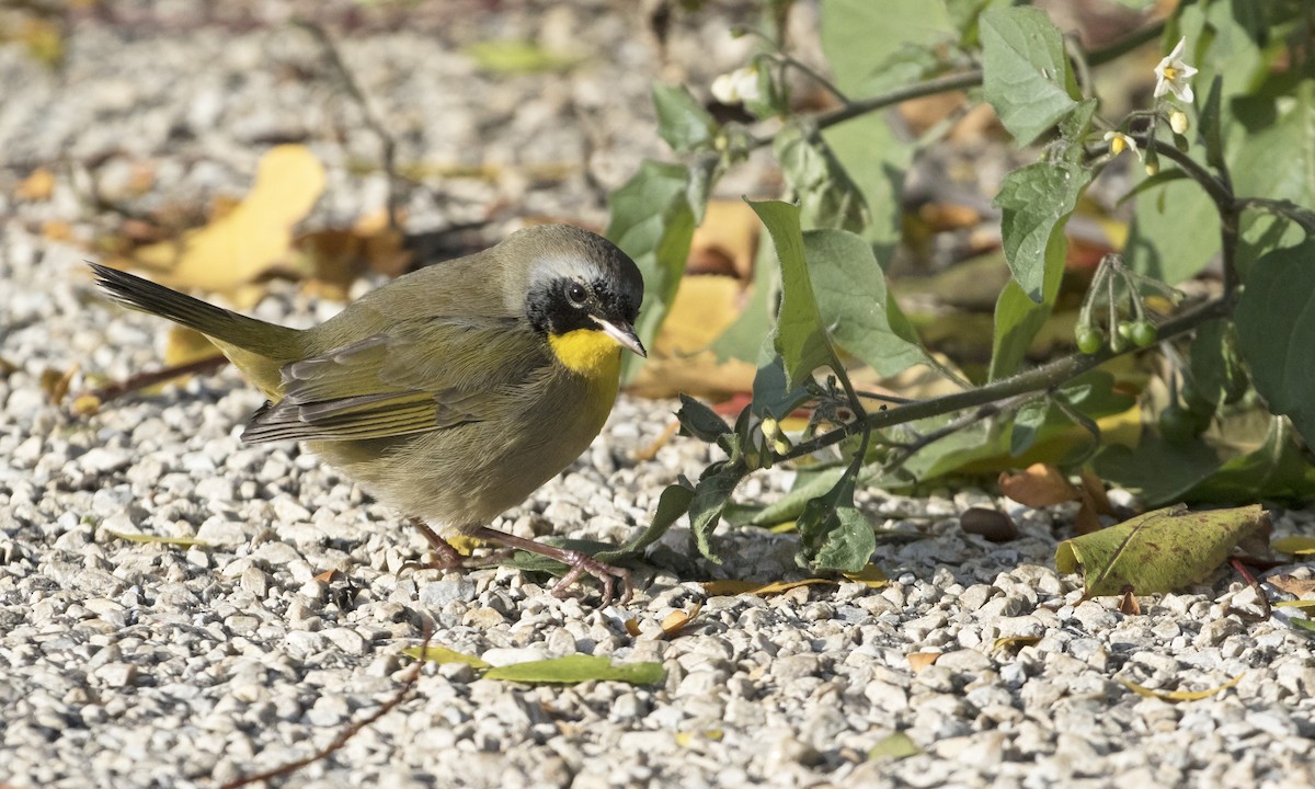 Common Yellowthroat - Heather Wolf