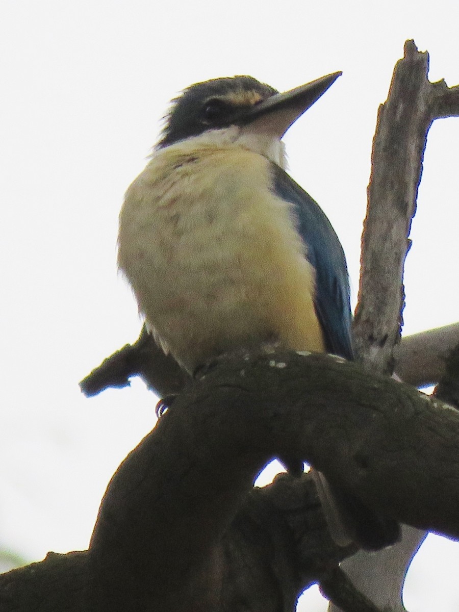 Sacred Kingfisher - Richard Arnold