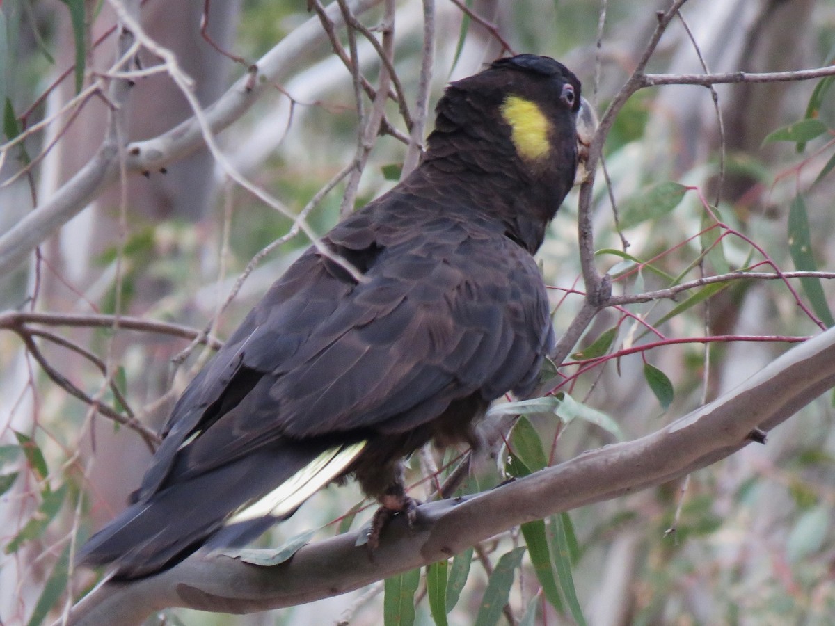 Yellow-tailed Black-Cockatoo - ML186924061