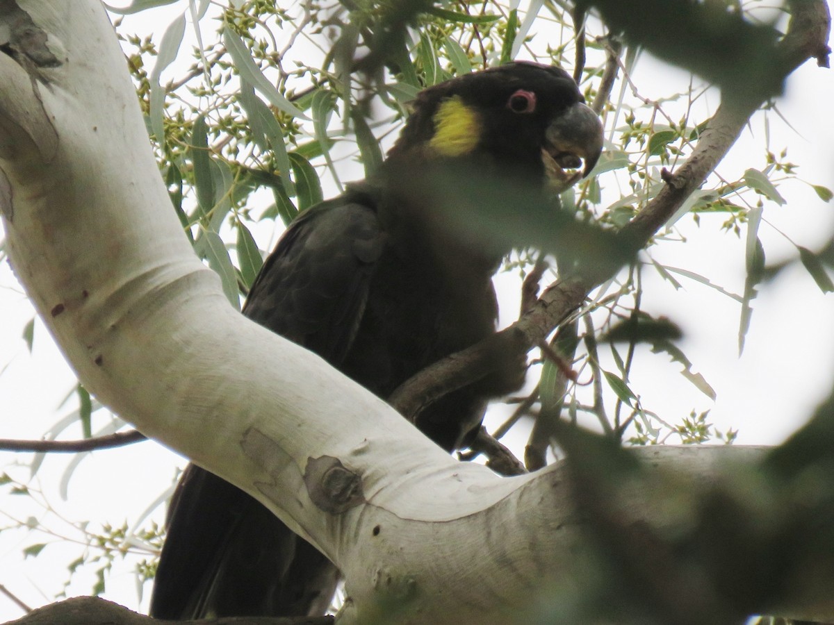 Cacatúa Fúnebre Coliamarilla - ML186924081