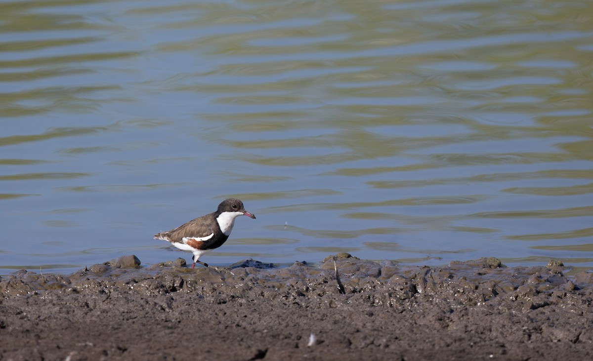Red-kneed Dotterel - ML186925911