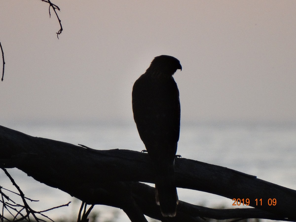 Cooper's Hawk - ML186926961