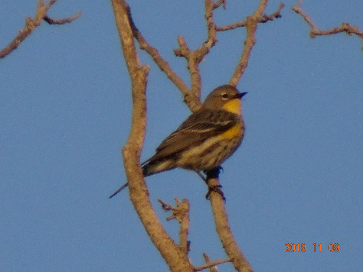 Yellow-rumped Warbler - ML186927571