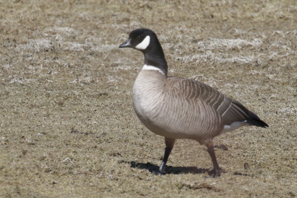 Cackling Goose - Cameron Eckert