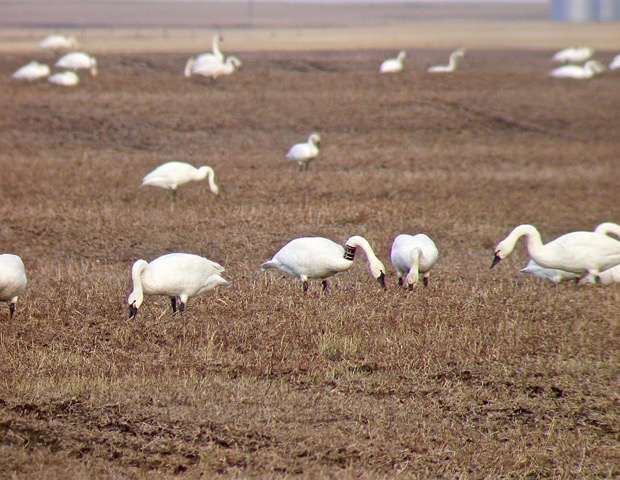 Cygne siffleur - ML186930621