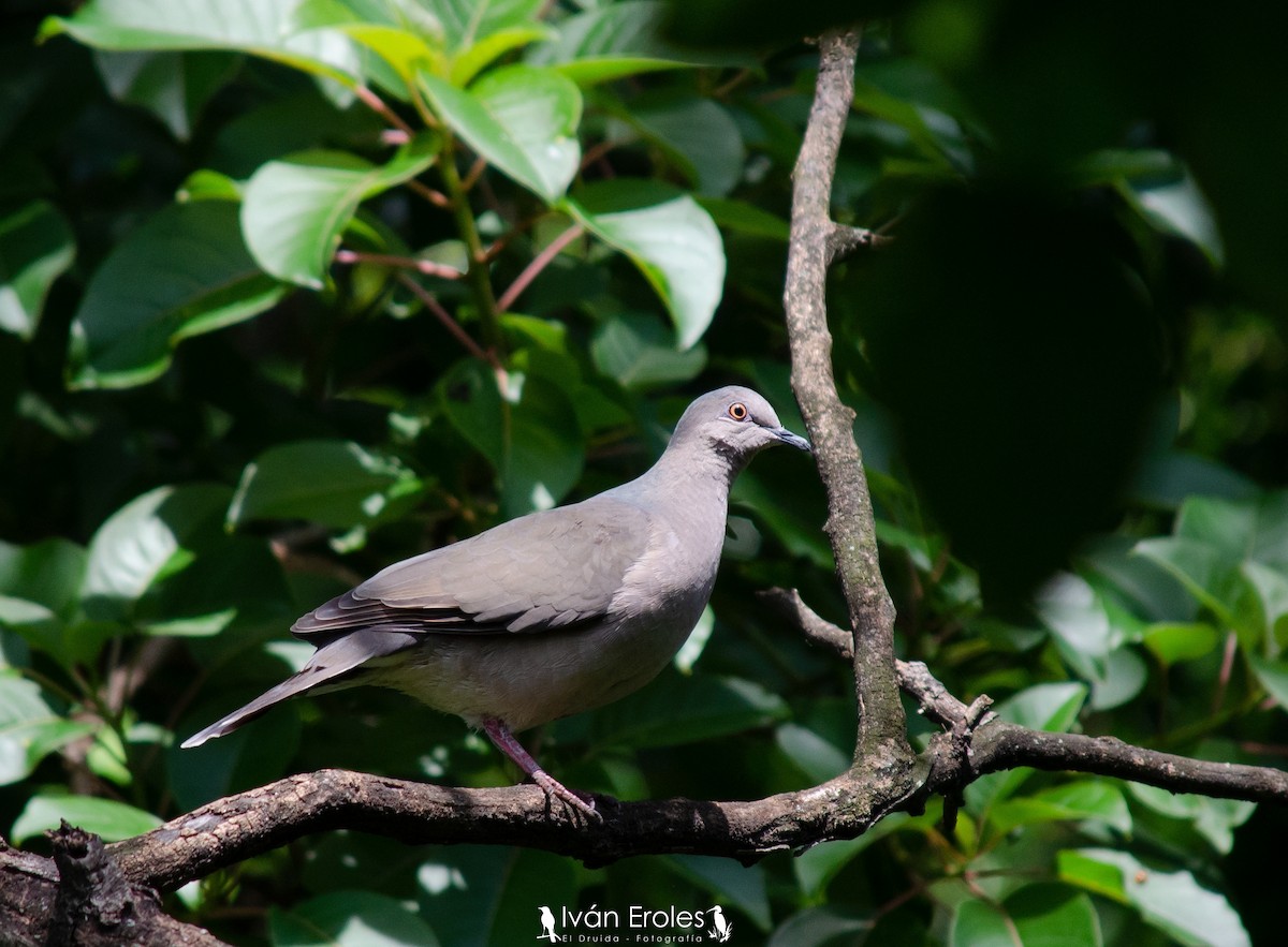 White-tipped Dove - ML186930651