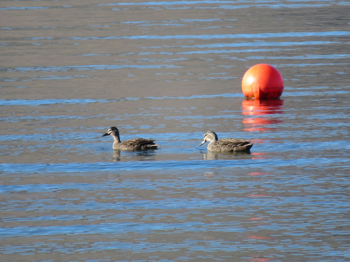 Pacific Black Duck - ML186930861