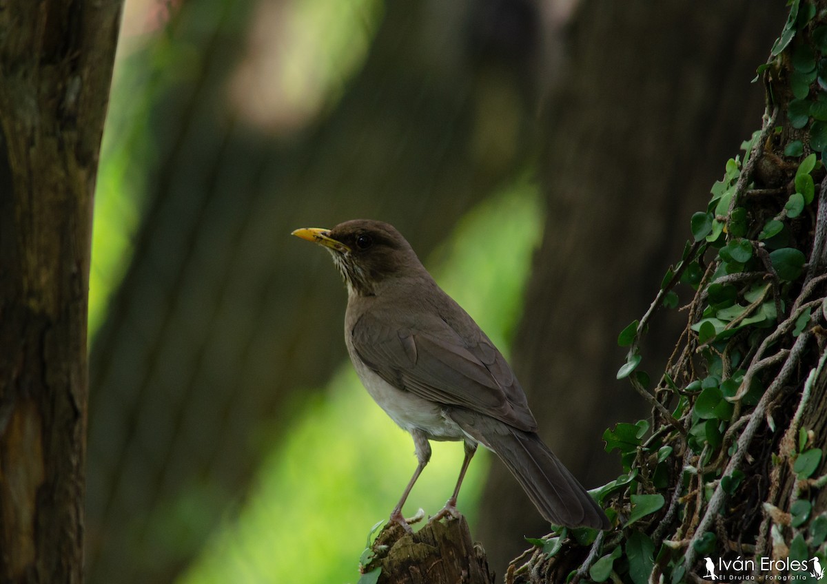 Creamy-bellied Thrush - ML186931321