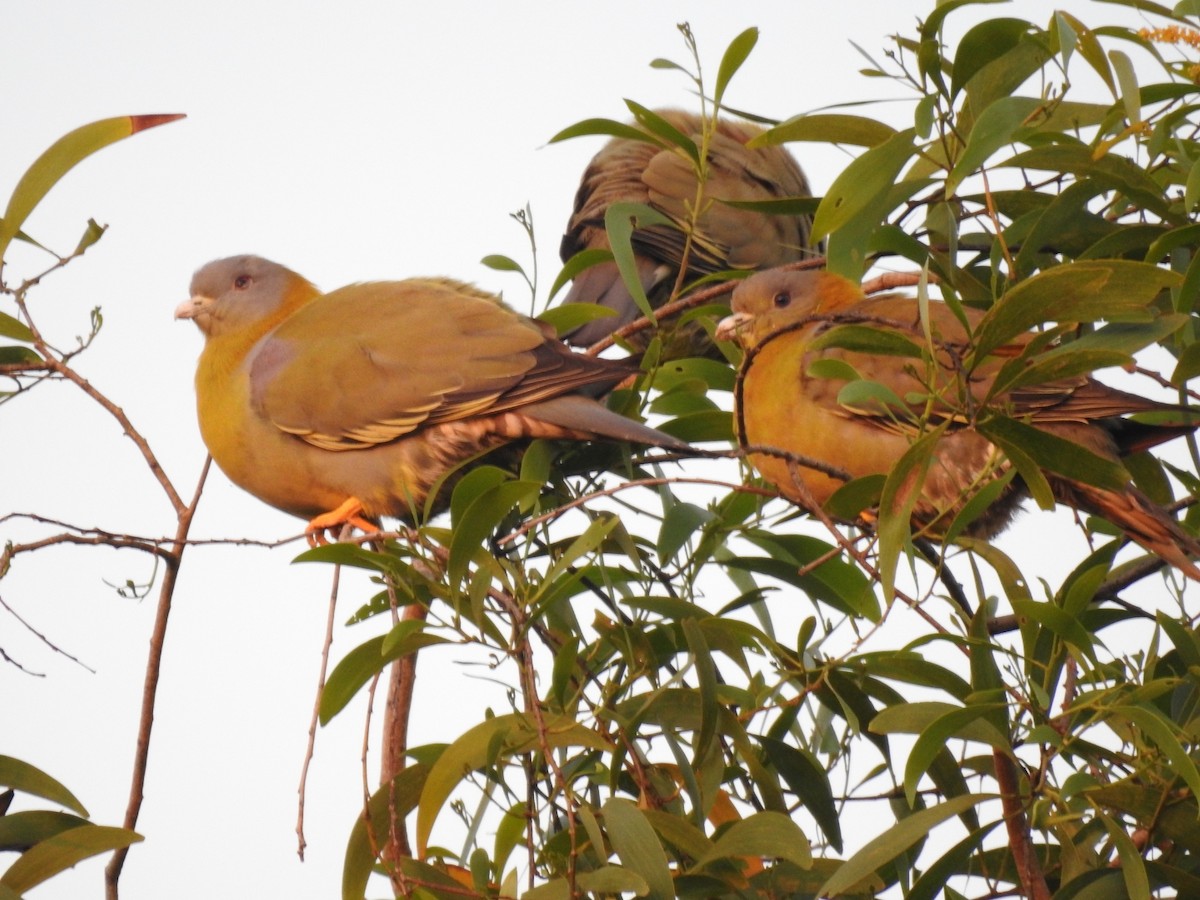 Yellow-footed Green-Pigeon - ML186932321