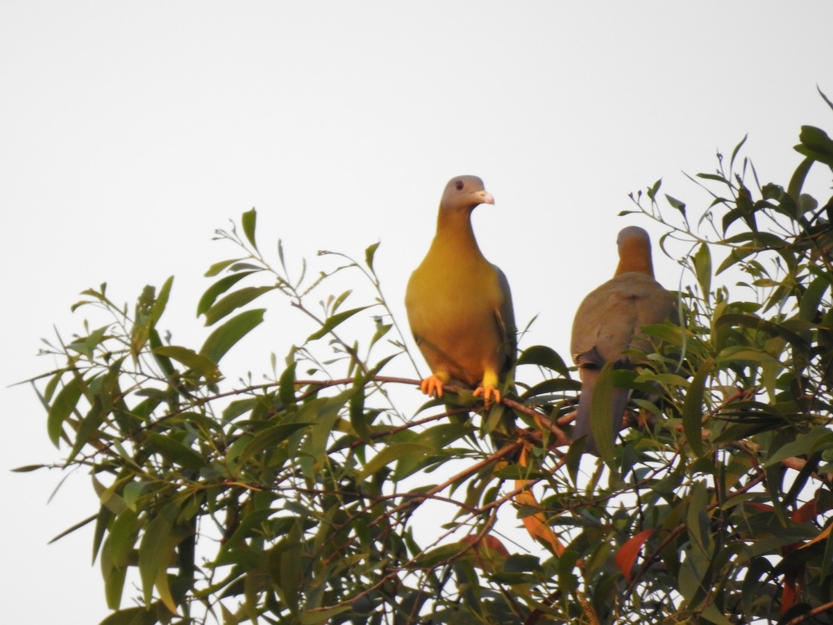 Yellow-footed Green-Pigeon - ML186932471