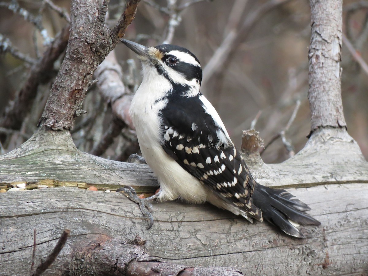 Hairy Woodpecker - ML186932841