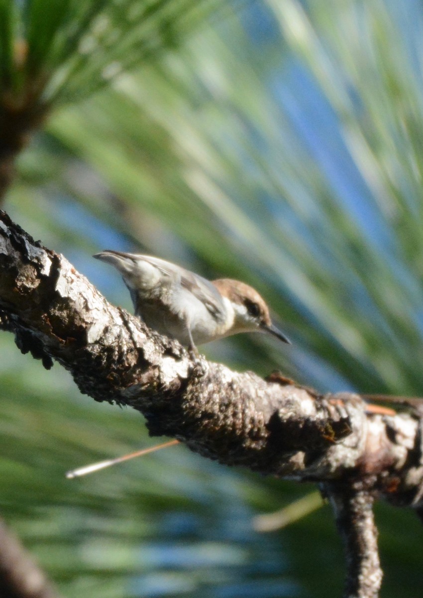 Brown-headed Nuthatch - ML186932871