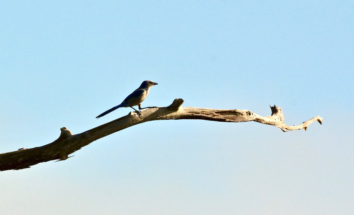 Florida Scrub-Jay - Lorri Lilja