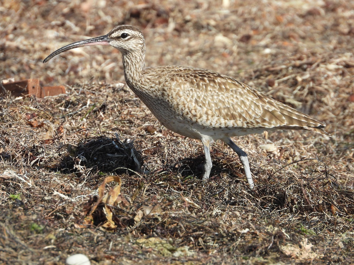 Whimbrel - Peter Jungblut