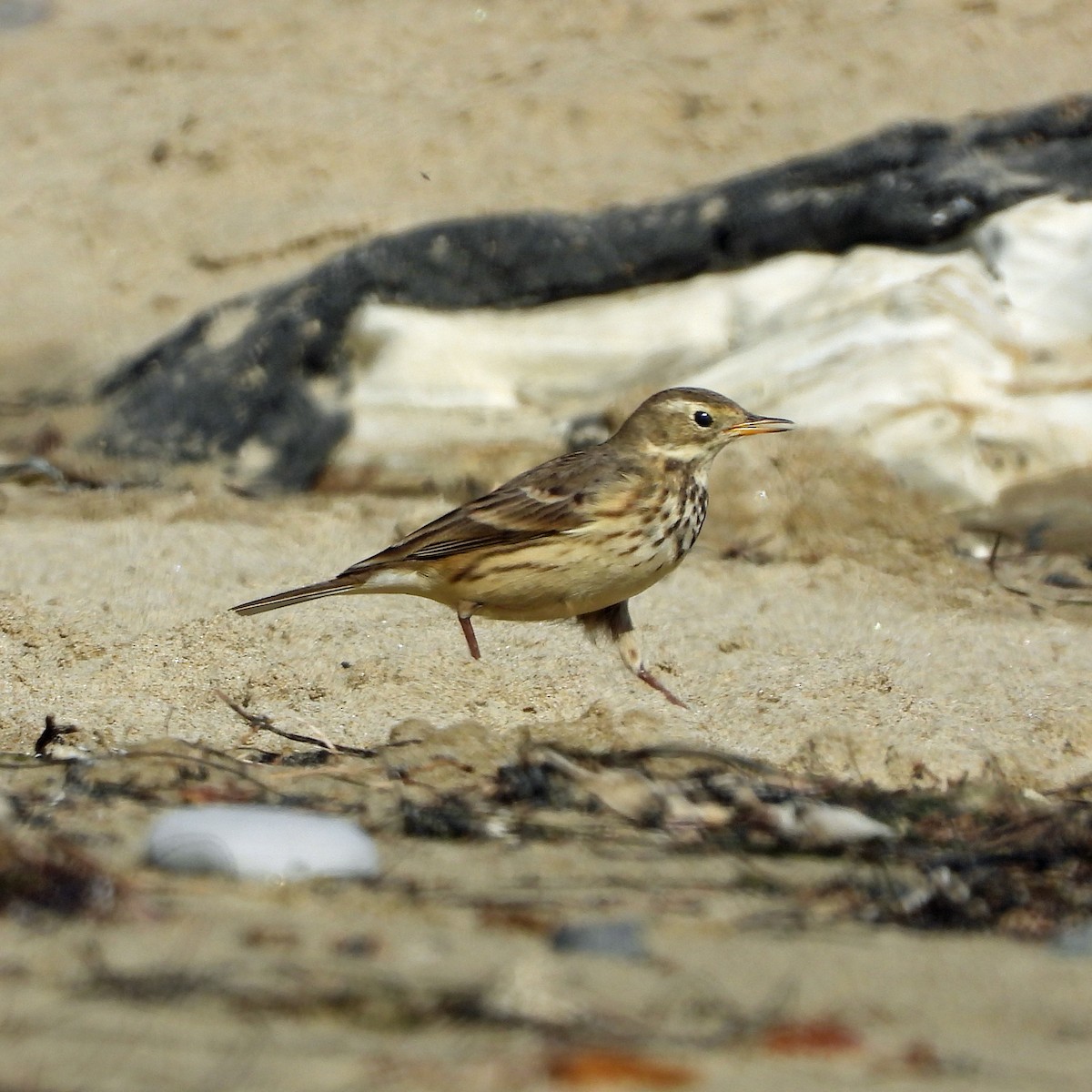 American Pipit - Peter Jungblut