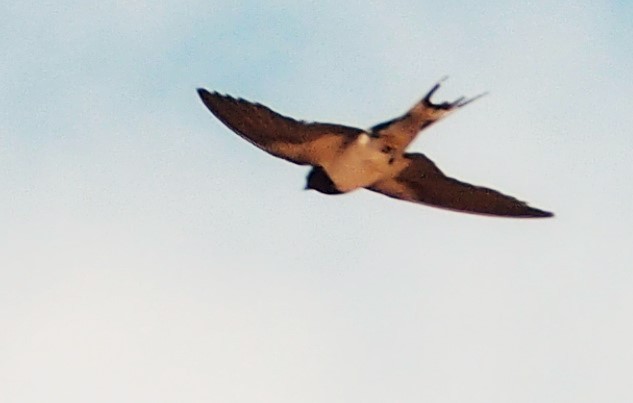 Hirondelle rustique - ML186933891