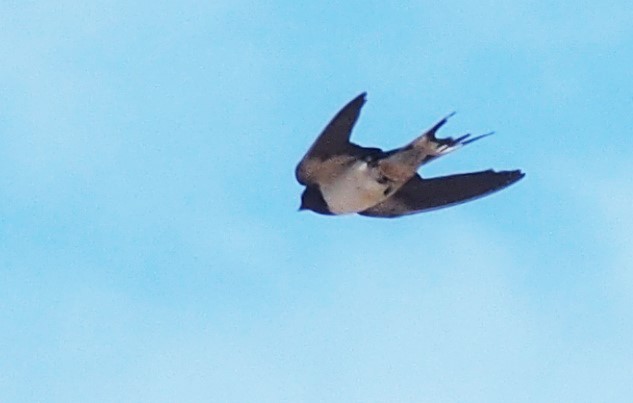 Hirondelle rustique - ML186933901