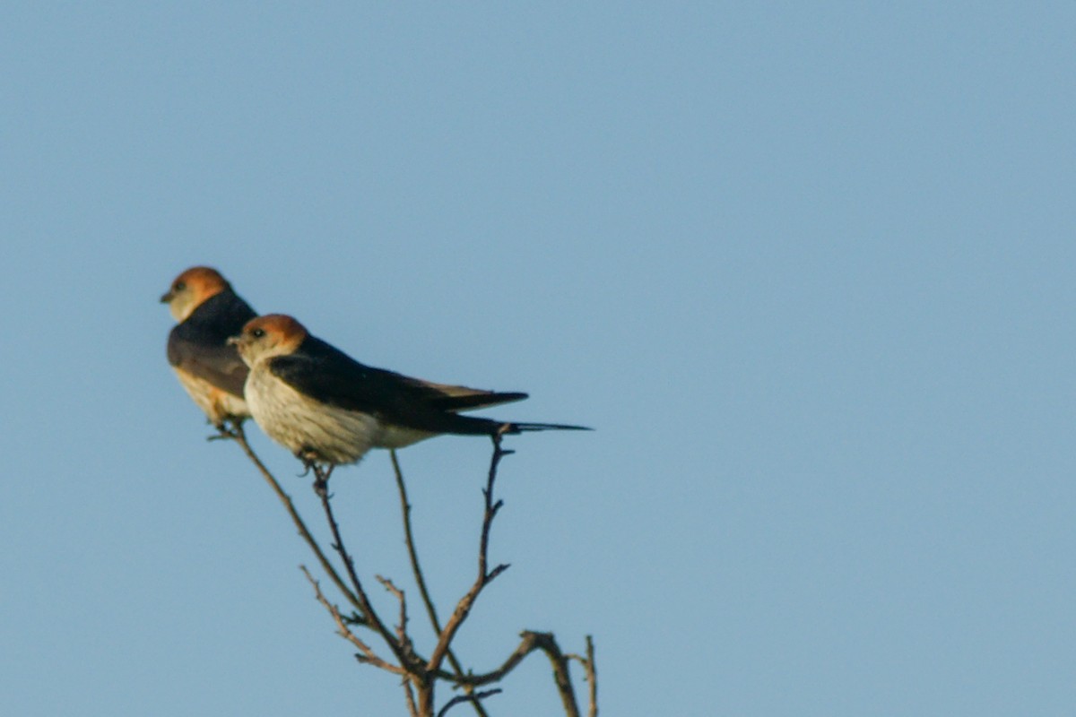Greater Striped Swallow - ML186934001