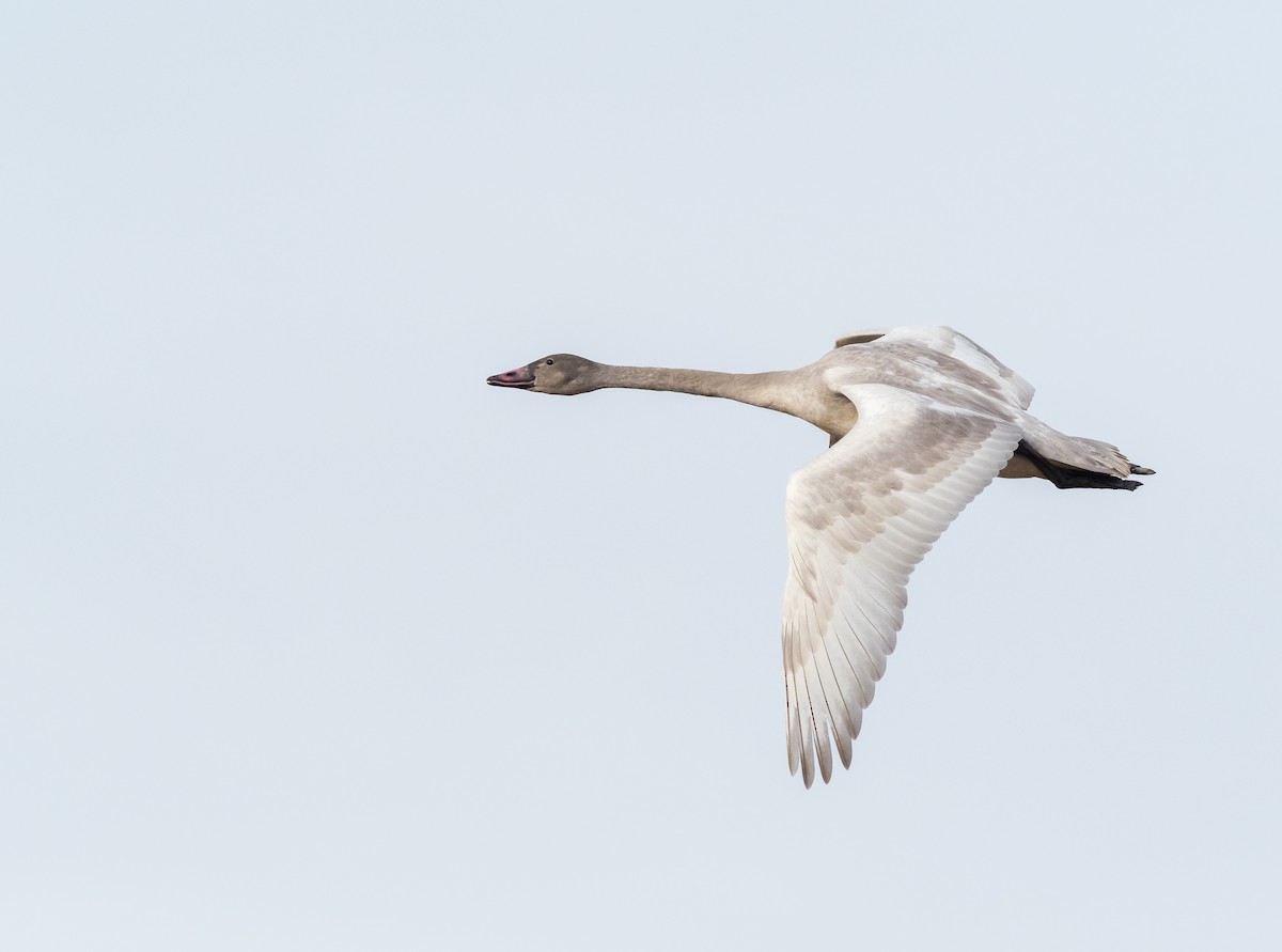 Trumpeter Swan - ML186934551