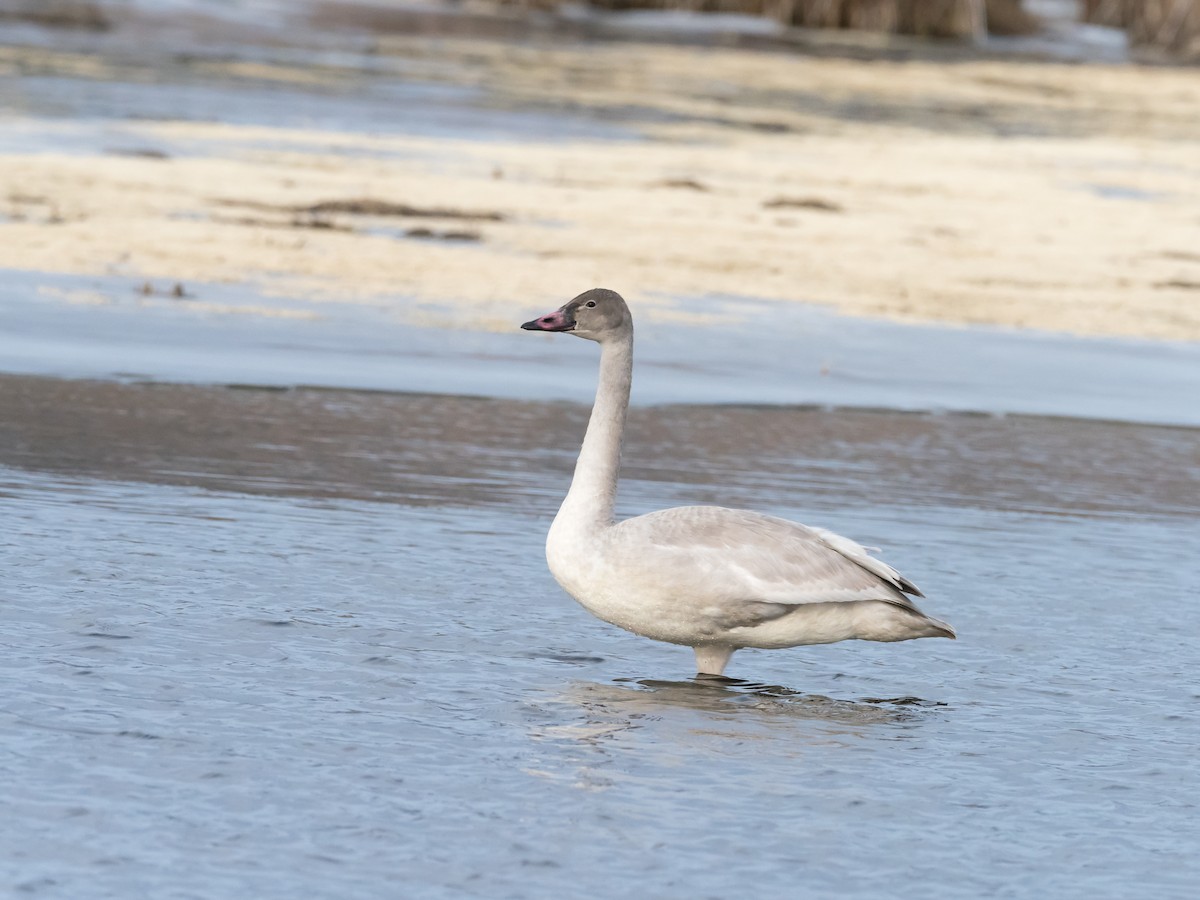 Trumpeter Swan - ML186934561