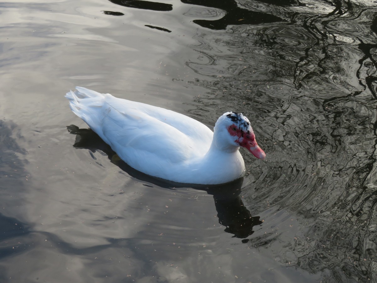 Muscovy Duck (Domestic type) - ML186935841