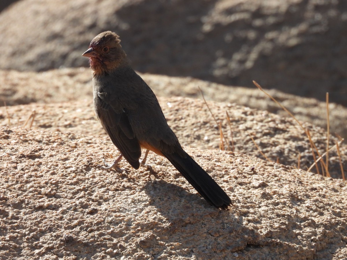 California Towhee - ML186935931