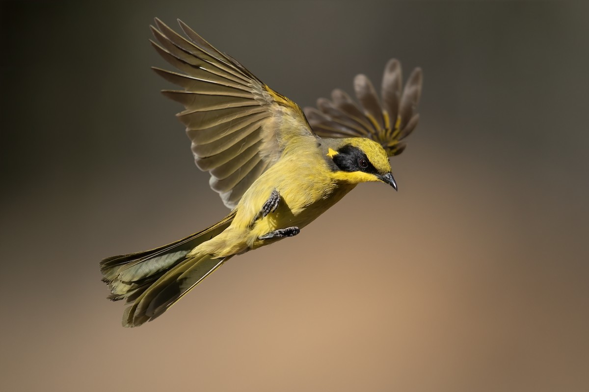 Yellow-tufted Honeyeater - ML186936111