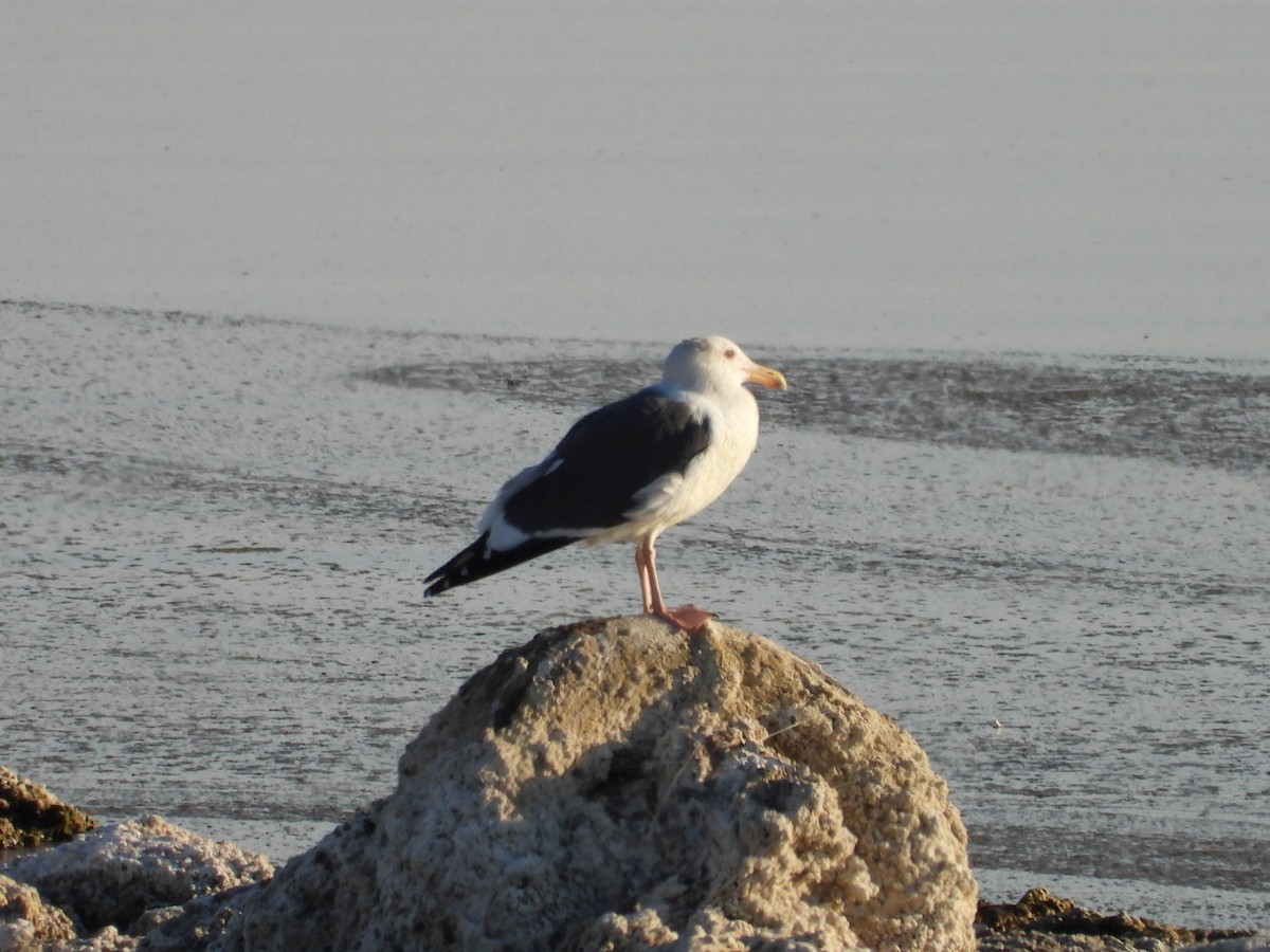 Western Gull - ML186937391