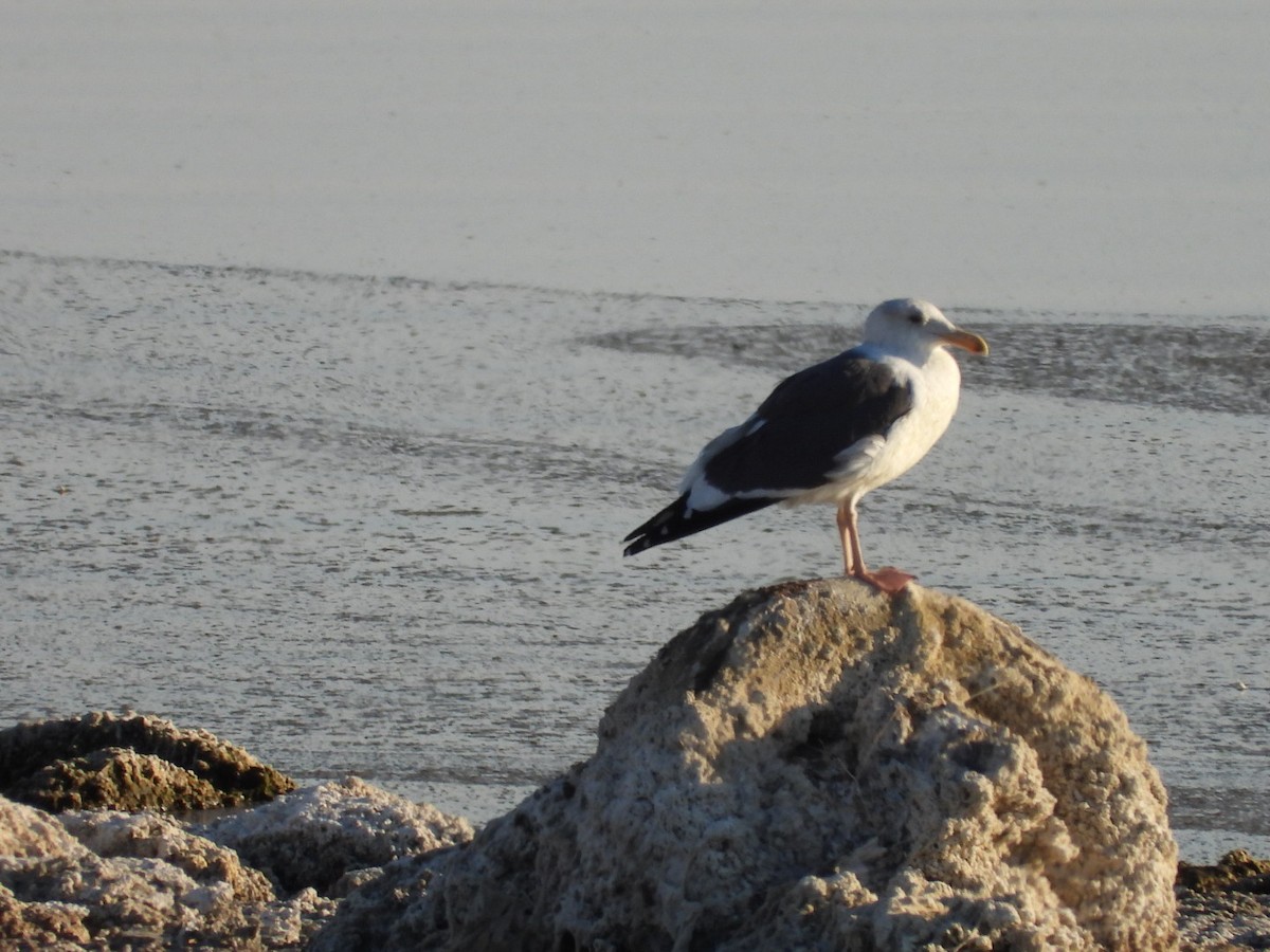 Western Gull - ML186937441