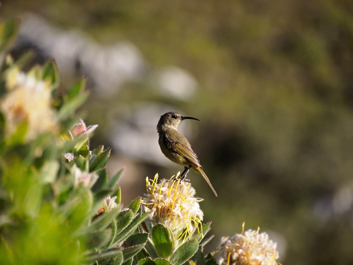 Orange-breasted Sunbird - ML186939531