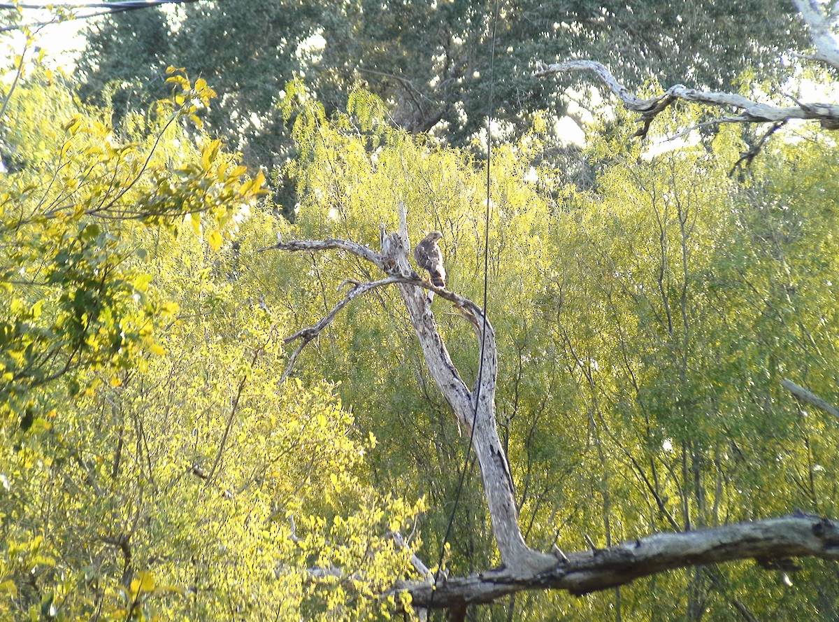 Broad-winged Hawk - ML186941151