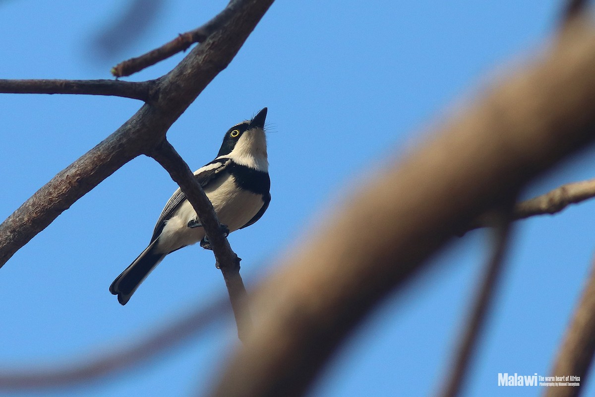 Pale Batis - ML186942741